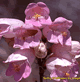 download Stunning Spring Wildflowers Screensaver