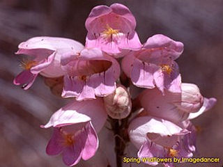 download Stunning Spring Wildflowers Screensaver