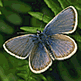 download The Butterflys v1 Screensaver