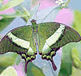 download 7art Butterfly Paradise v1.2 Screensaver