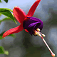 download 365 Magnigicent Flowers Screensaver