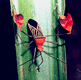 download 7art Crazy Bugs Screensaver