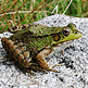 download 7art Croaking Frogs Screensaver