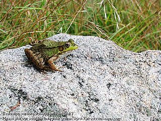 download 7art Croaking Frogs Screensaver