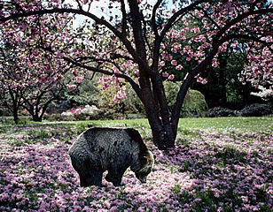 download Bear Up To Nature Screensaver