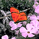 download Butterflies Screensaver By NevoSoft