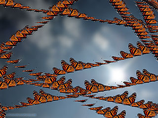 download Butterfly Effect Screensaver
