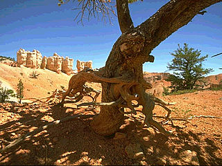 download Grand Canyon Scenic Reflections Screensaver