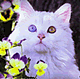 download 7art Miaow Cats v1.1 Screensaver