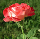 download Rose Supersaver Vol.1 v2.0 Screensaver
