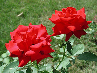 download Rose Supersaver Vol.1 v2.0 Screensaver
