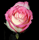 download Rose Supersaver Vol.2 v2.0 Screensaver