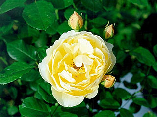 download Rose Supersaver Vol.2 v2.0 Screensaver