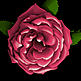 download Roses S Screensaver