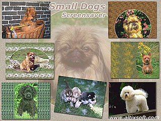 download Small Dogs Screensaver