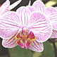 download Conservatory Of Flowers Orchids Screensaver