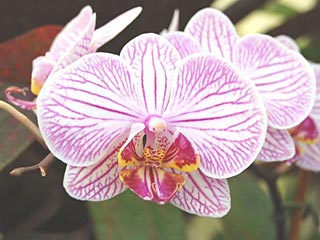 download Conservatory Of Flowers Orchids Screensaver