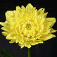 download Dahlias Screensaver