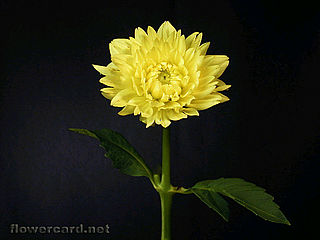 download Dahlias Screensaver