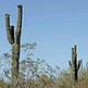 download Desert Flora v1 Screensaver