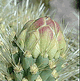 download Desert Flora v2 Screensaver