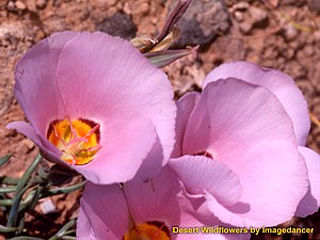download Desert Wildflowers Screensaver