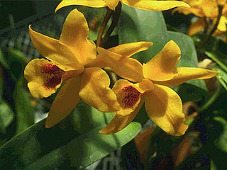 download The World Of Orchids Screensaver
