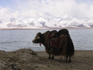 download Tibet Travel Screensaver