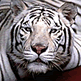 download Tigers Screensaver by CD