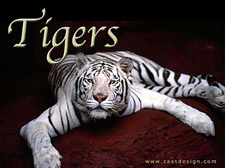 download Tigers Screensaver by CD