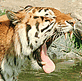 download Tigers Screensaver By SD