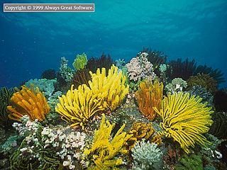 download Undersea Life Screensaver