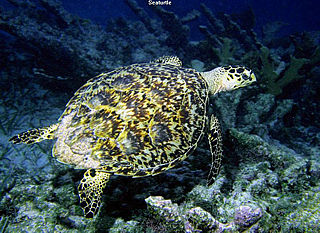 download Undersea Life Screensaver By AltixSoft