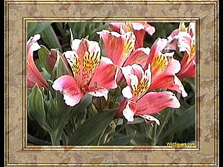 download Various Flowers Screensaver