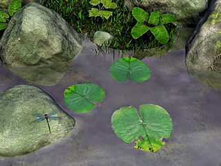 download Water Lily v3.02 Screensaver