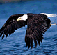 download Bald Eagle Scenic Reflections Screensaver