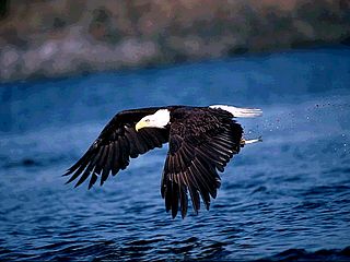 download Bald Eagle Scenic Reflections Screensaver