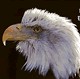 download Bald Eagle v1102 Screensaver