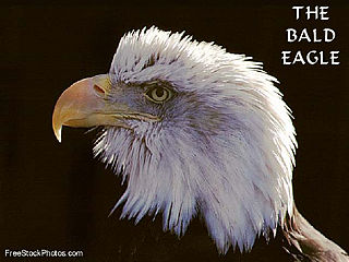 download Bald Eagle v1102 Screensaver