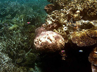 download Barrier Reef Screensaver