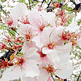 download More Endless Blooms Screensaver