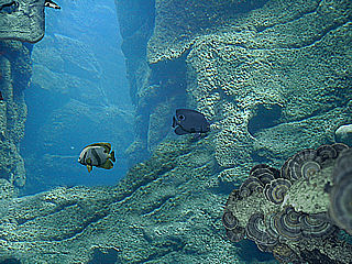 download 3D Rocky Reef Screensaver