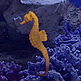download 3D Seahorses Screensaver