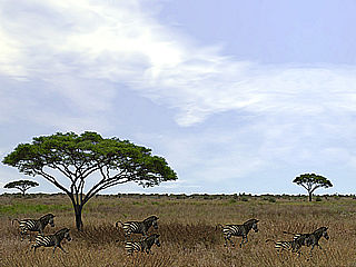 download 3D Serengeti Safari Screensaver