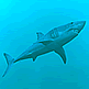 download 3D Sharks Screensaver