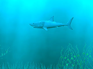 download 3D Sharks Screensaver