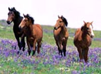 download 7art Graceful Horses v1.5 Screensaver