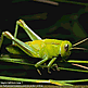 download 7art Insects v1.1 Screensaver