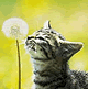 download 7art Lovely Kittens Screensaver