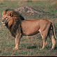 download African Animals (NM) Screensaver